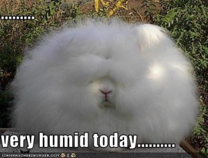 This is how humid it felt this morning!